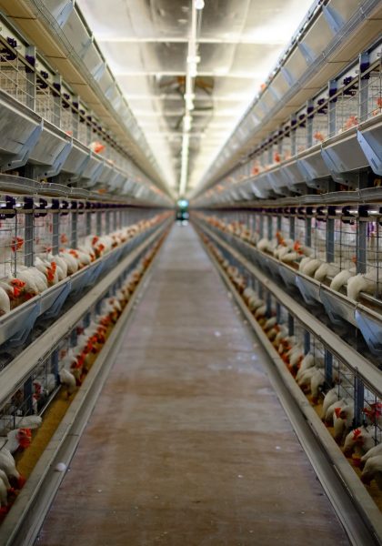 Poultry,Cage,In,Hen,House.domestic,Hen,chicken,In,Hen,House,Eating